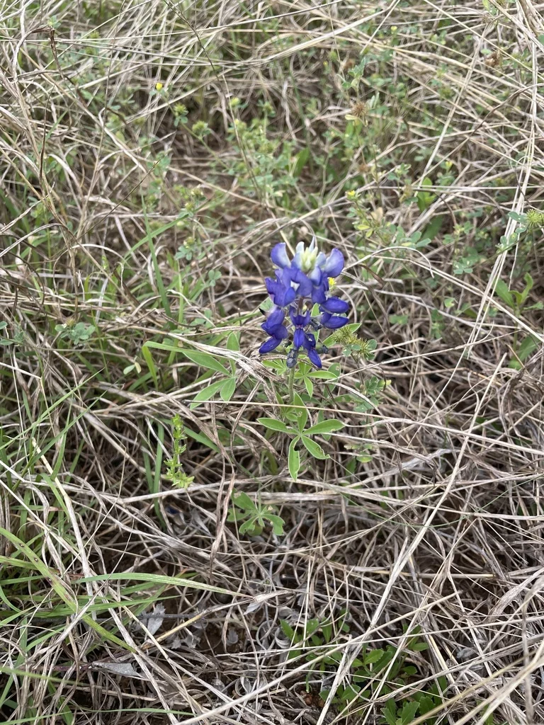 Lupinus Texensis