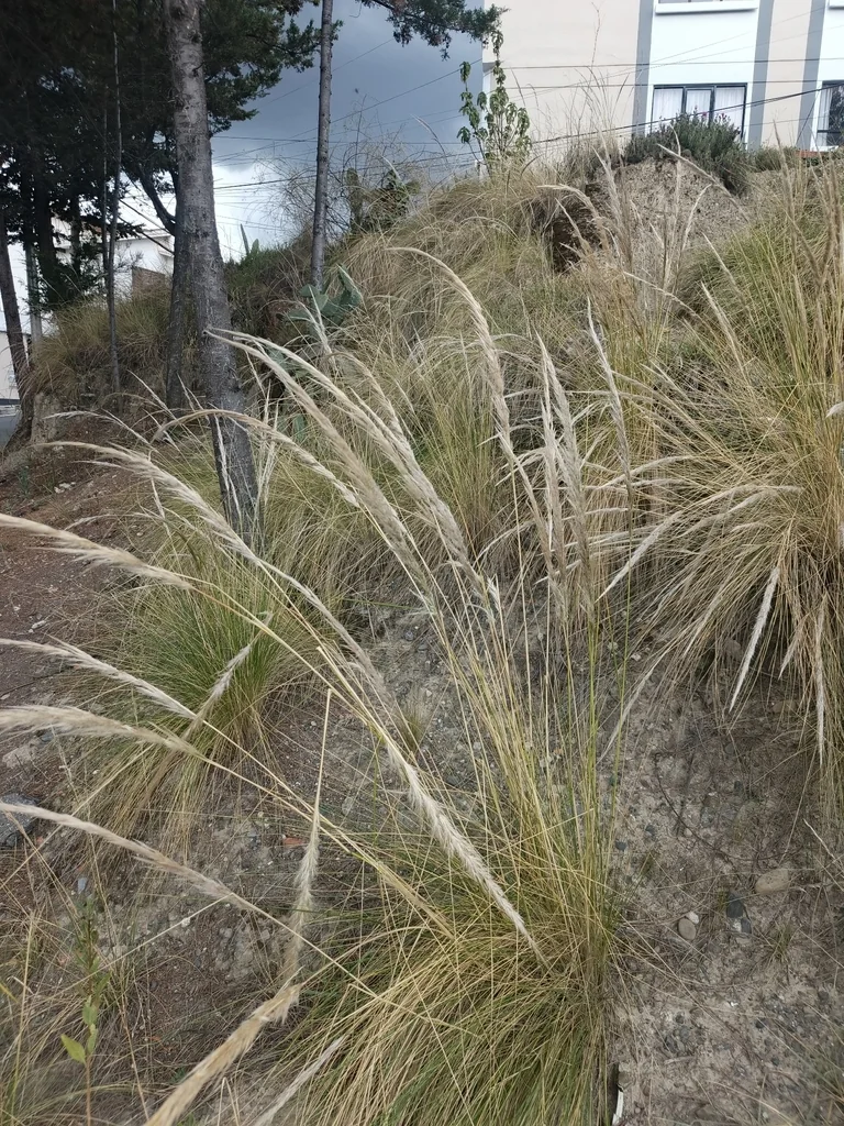 Stipa Ichu