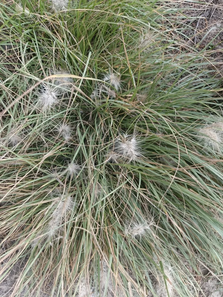 Pennisetum Villosum