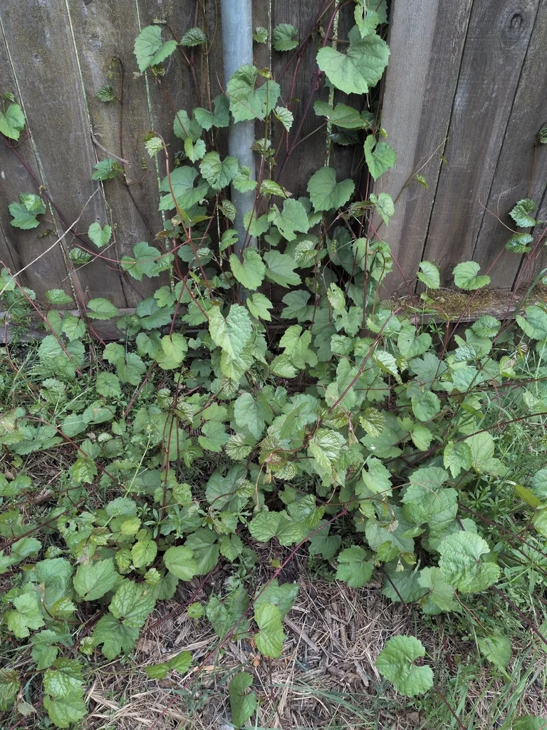 Vitis Californica