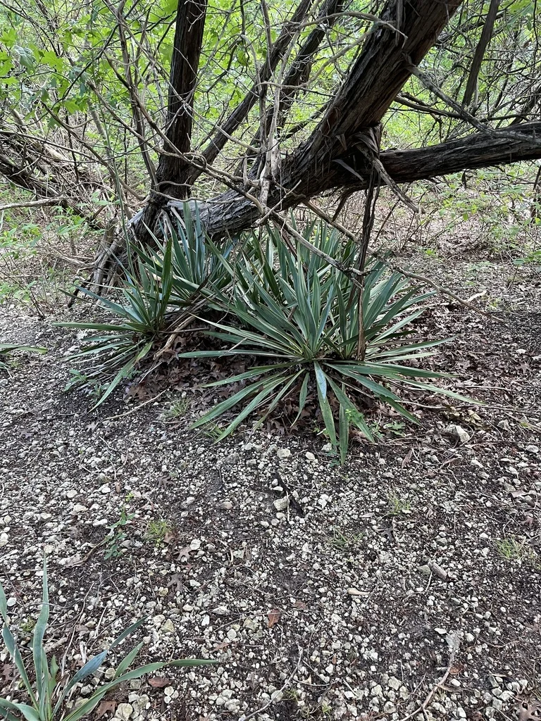 Yucca Pallida