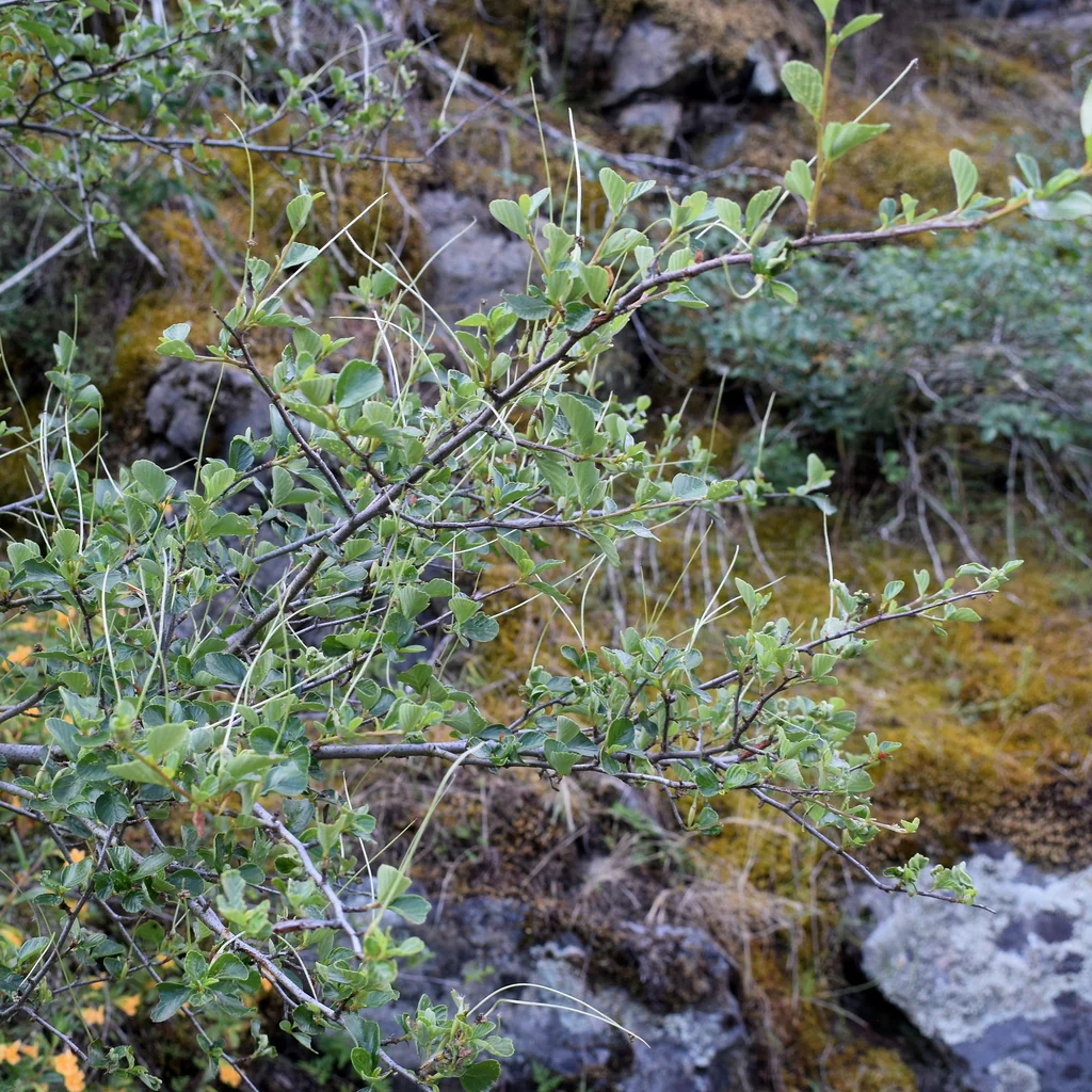 Cercocarpus Betuloides