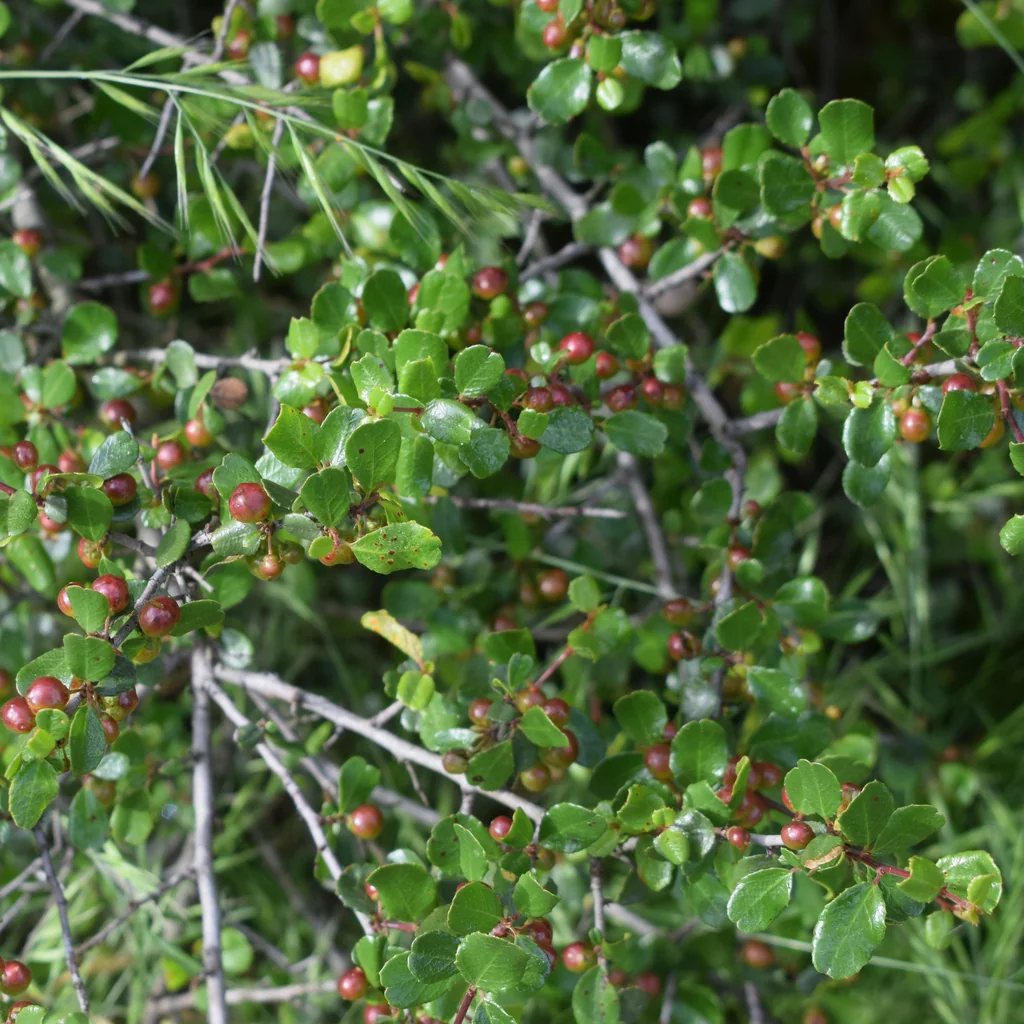 Rhamnus Crocea