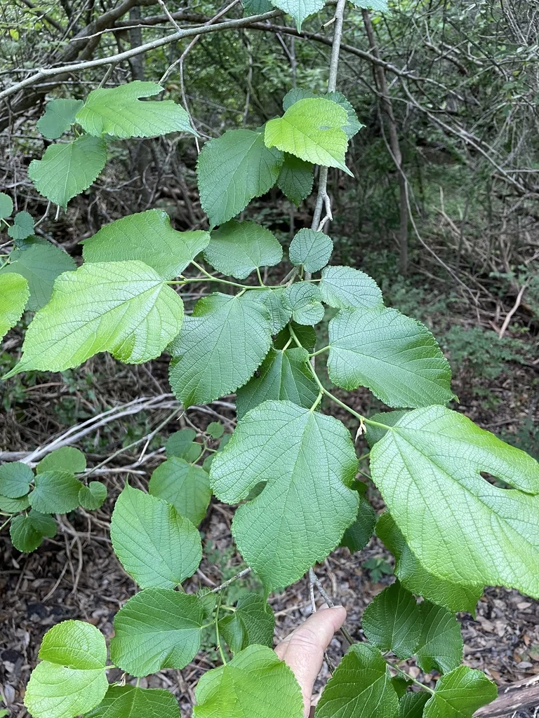 Morus Rubra