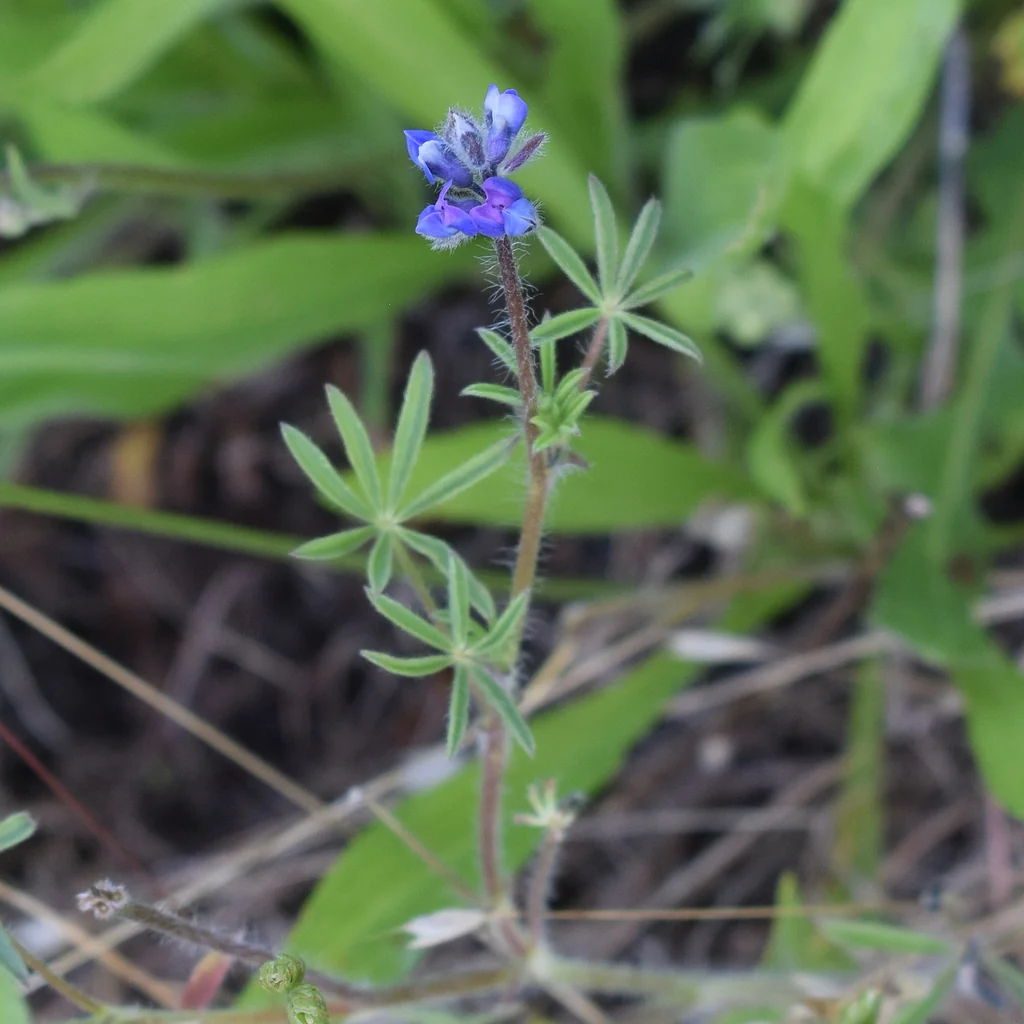 Lupinus Bicolor