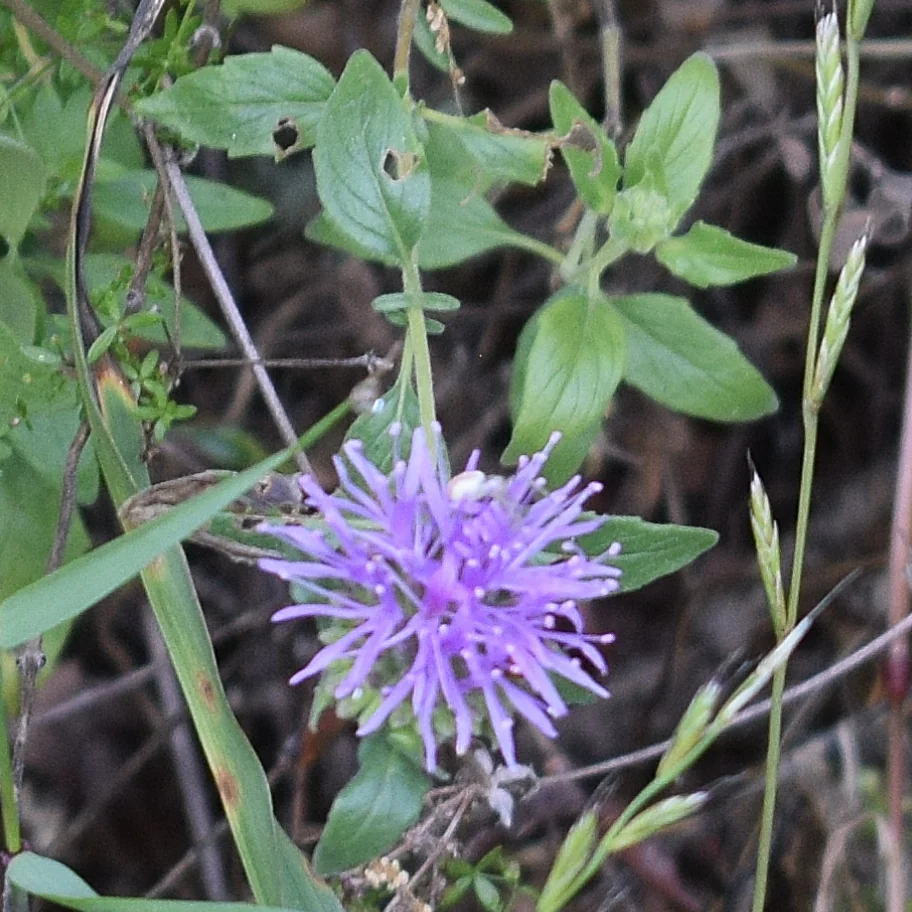 Monardella Villosa