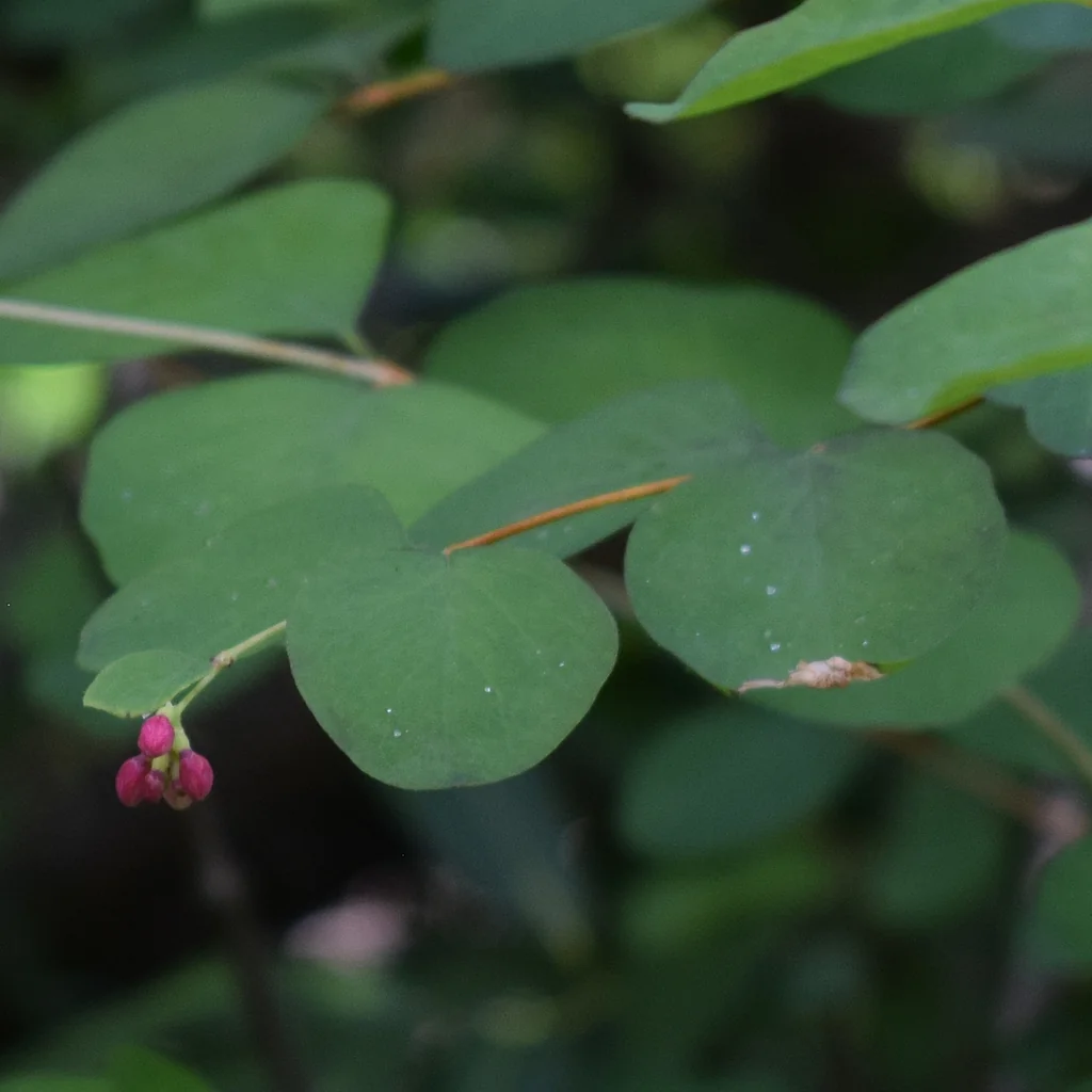 Symphoricarpos Mollis