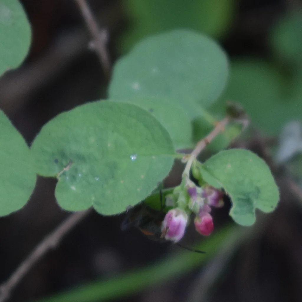 Symphoricarpos Mollis