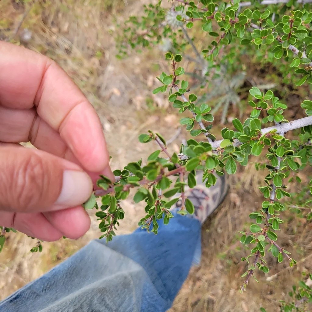 Ceanothus Cuneatus