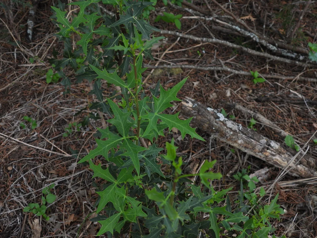 Berberis Trifoliolata