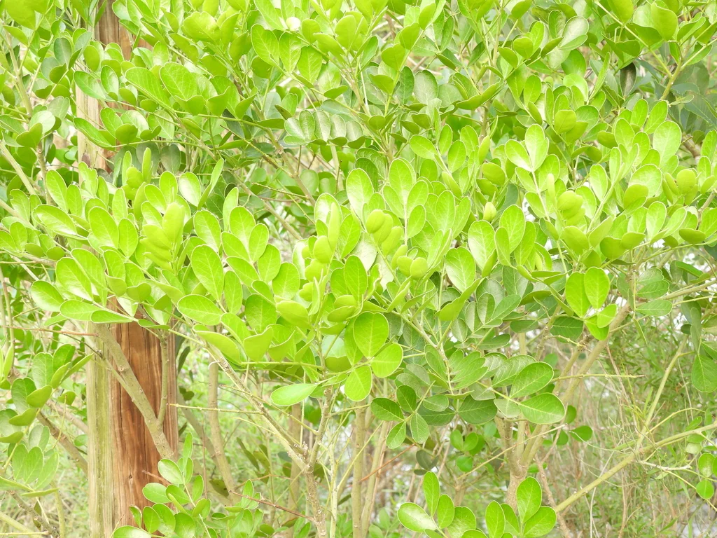 Sophora Secundiflora