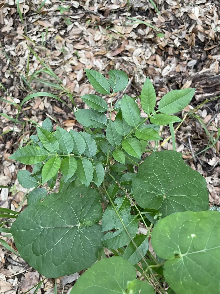 Zanthoxylum Clava-Herculis