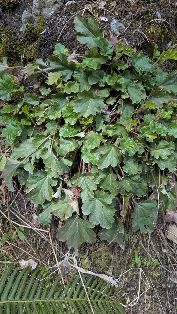 Heuchera Micrantha