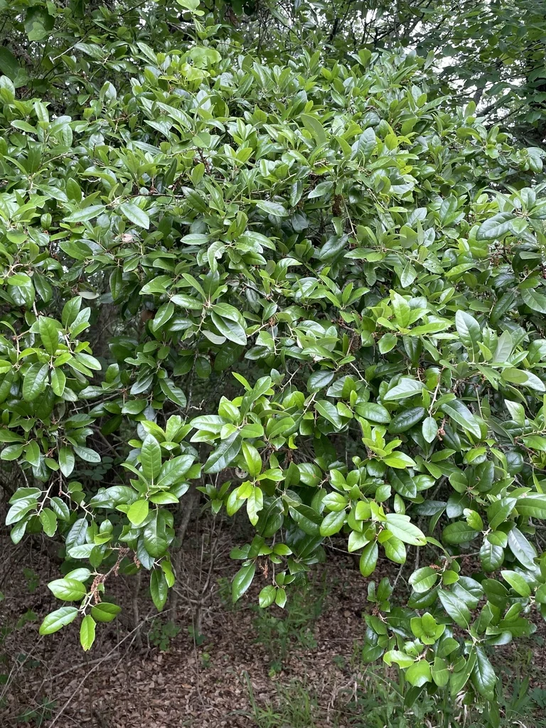 Quercus Fusiformis