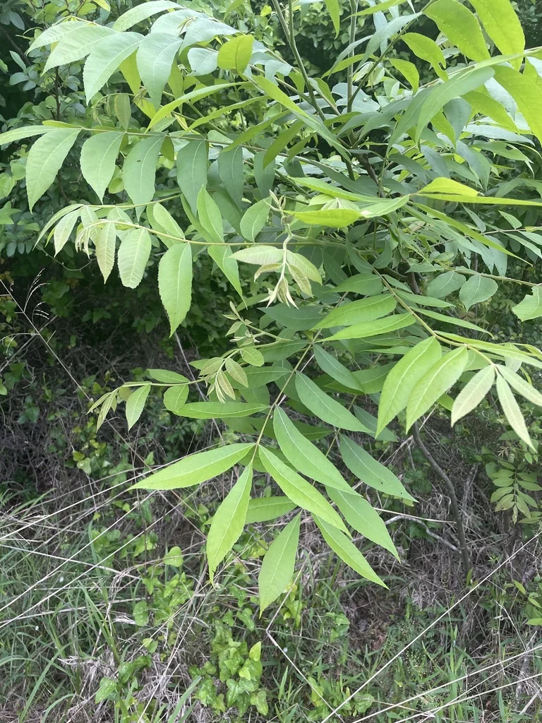 Carya illinoinensis