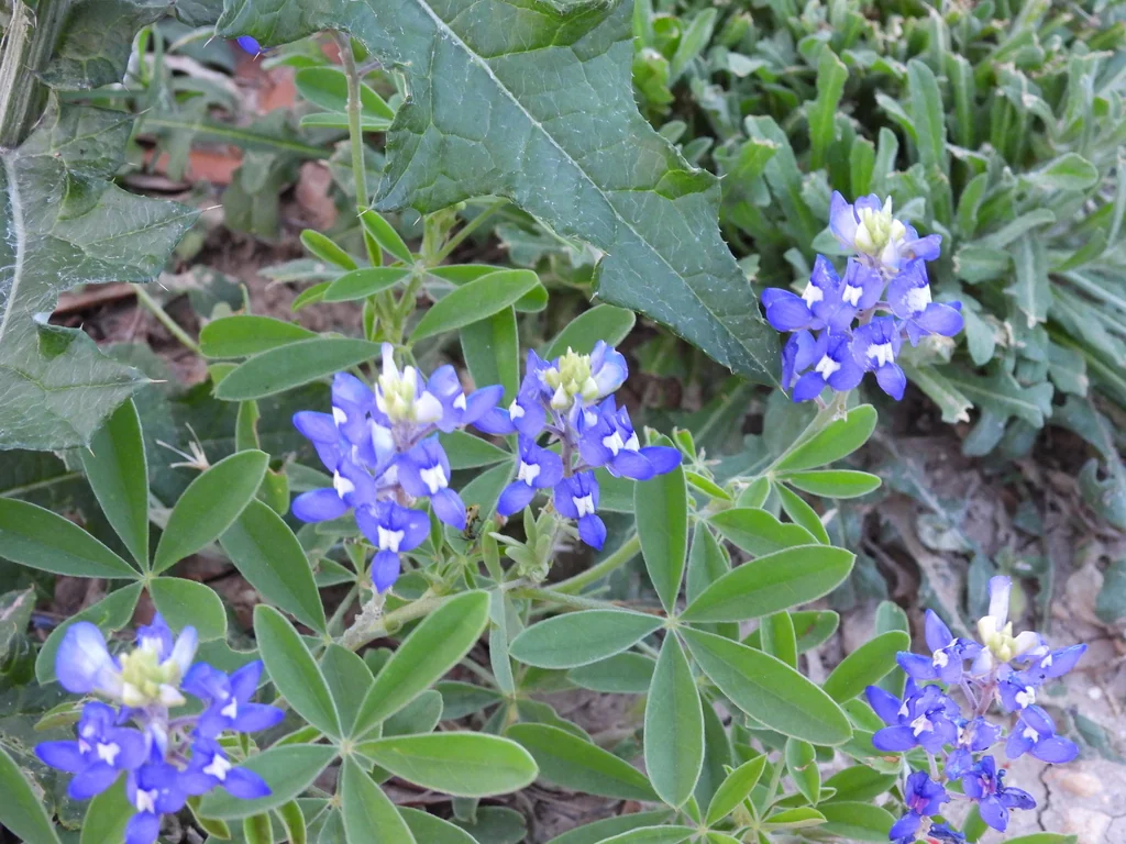 Lupinus Texensis