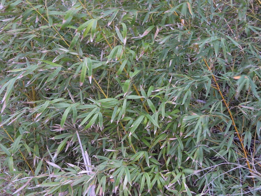 Phyllostachys Aurea