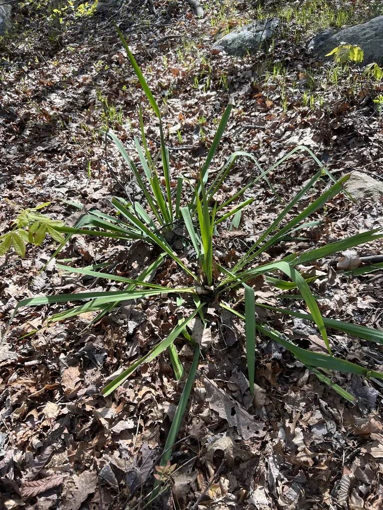 Yucca Filamentosa