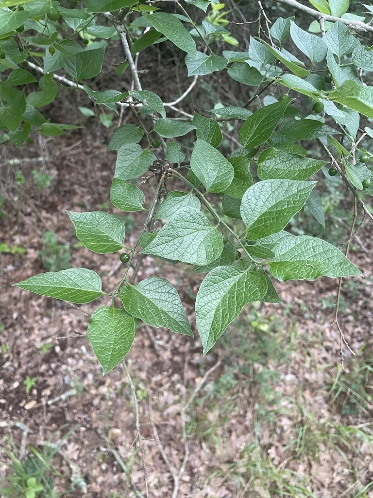 Celtis Reticulata