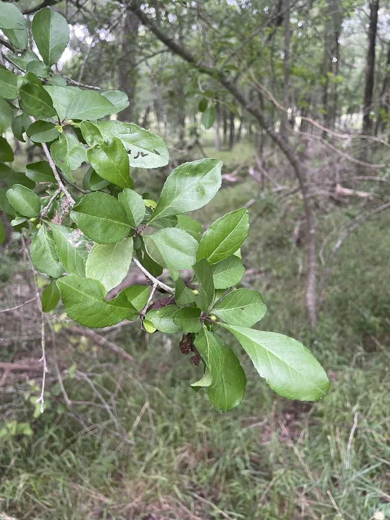 Ilex Decidua