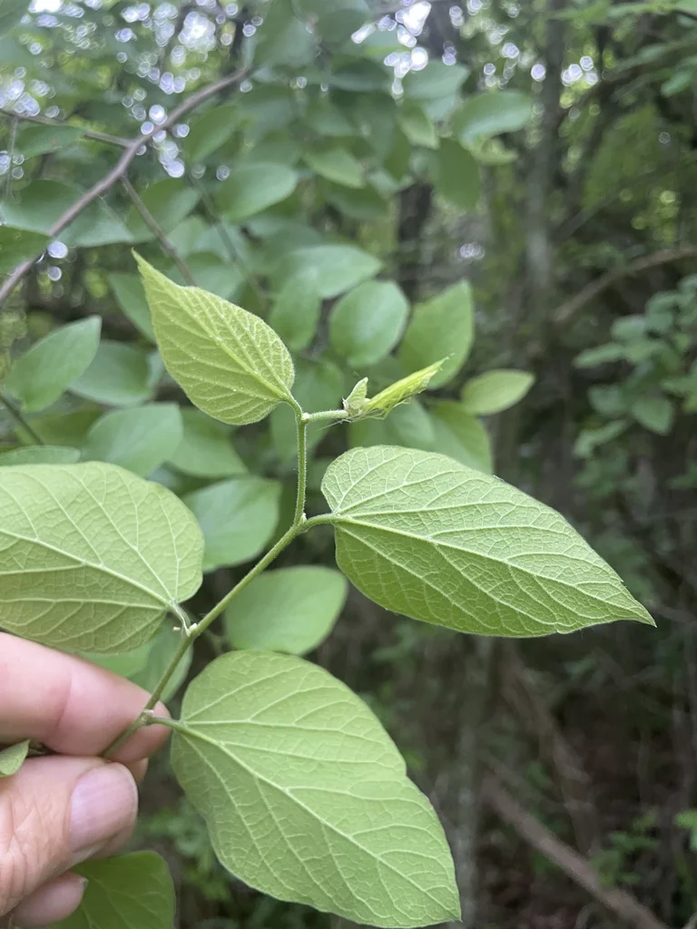 Celtis Reticulata