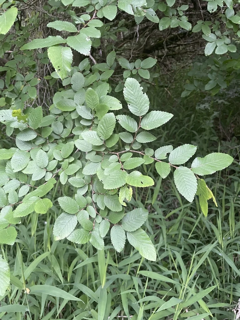 Ulmus Crassifolia