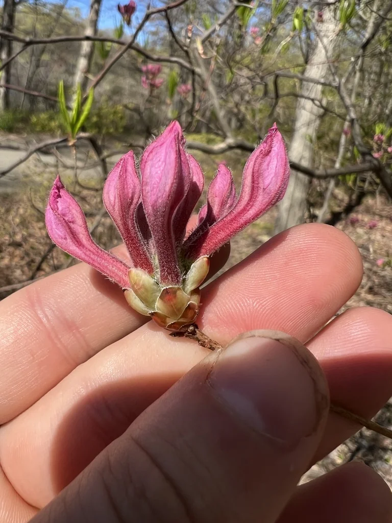 Rhododendron Periclymenoides