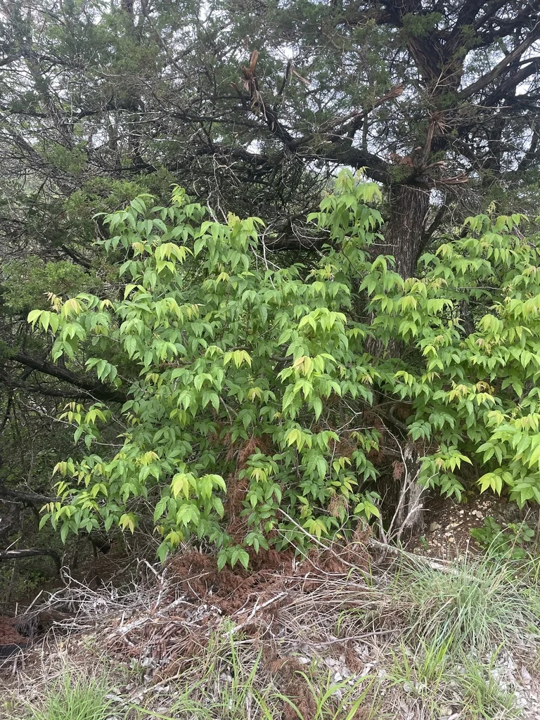 Ungnadia Speciosa