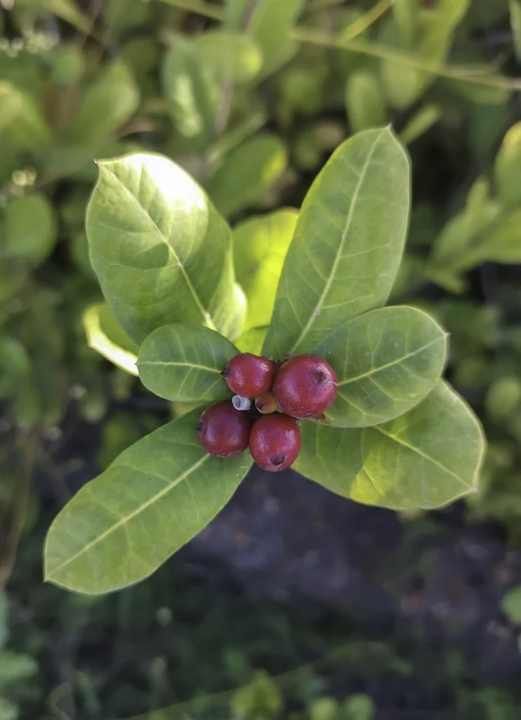 Ixora Coccinea