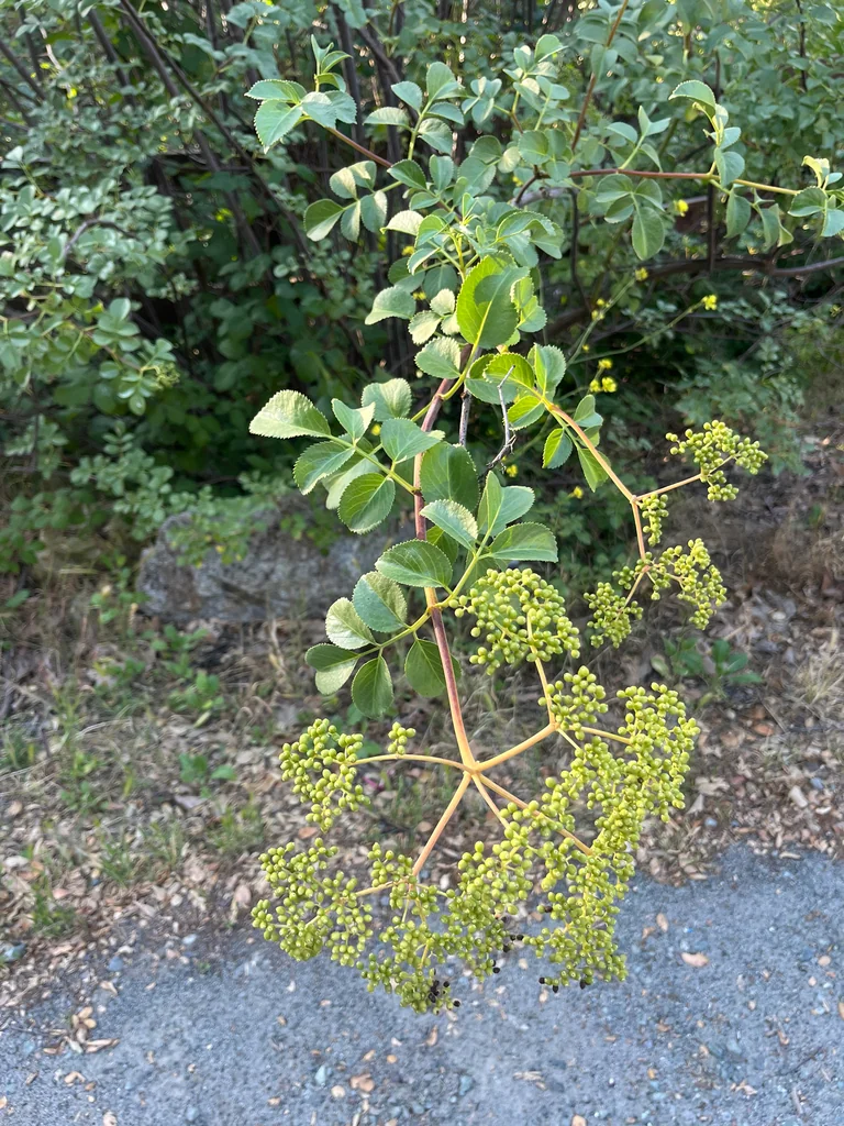 Sambucus Mexicana