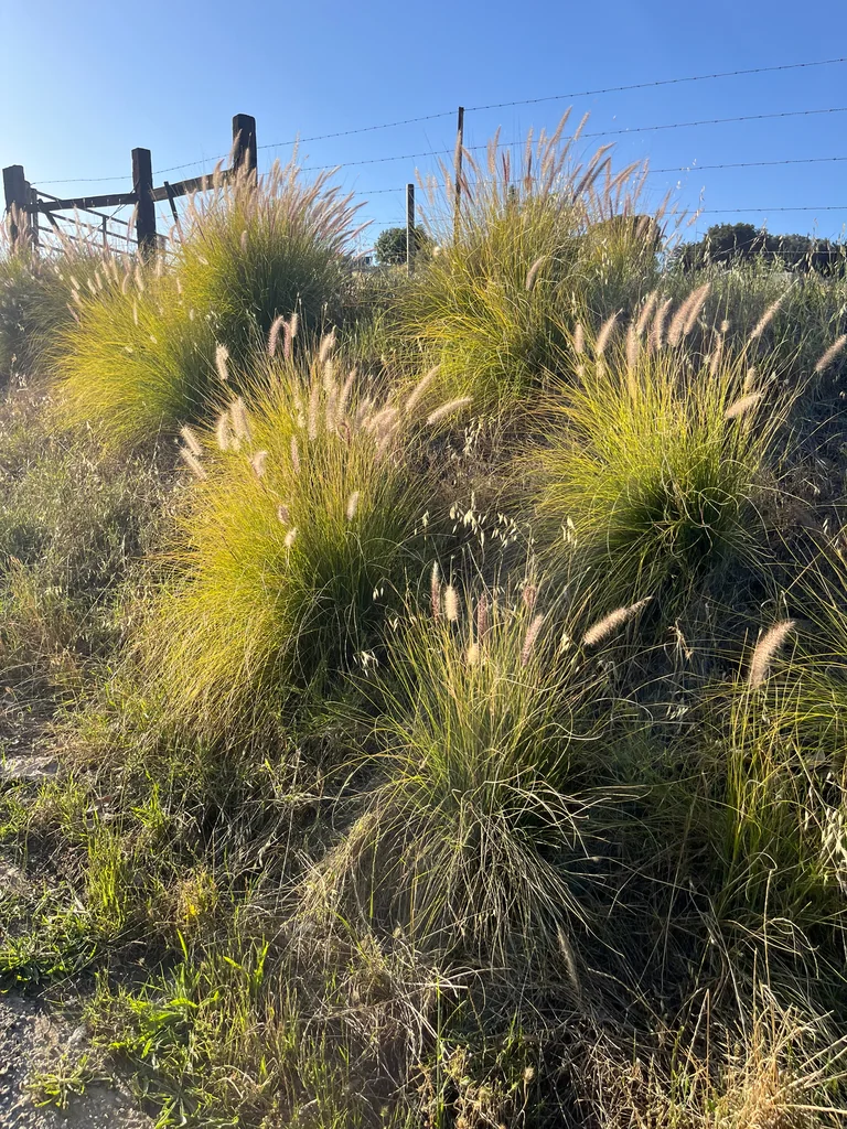 Pennisetum Setaceum