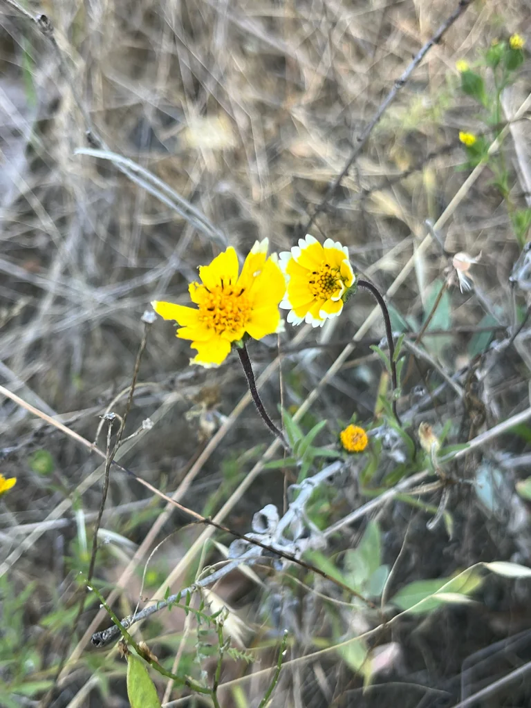 Layia Platyglossa