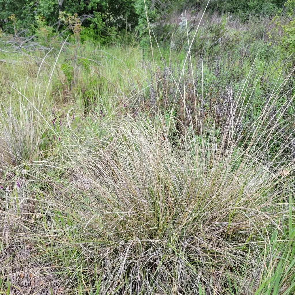 Muhlenbergia Rigens