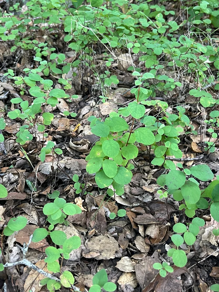 Symphoricarpos Mollis