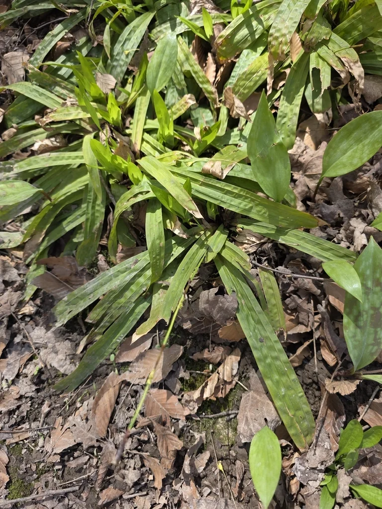 Carex plantaginea
