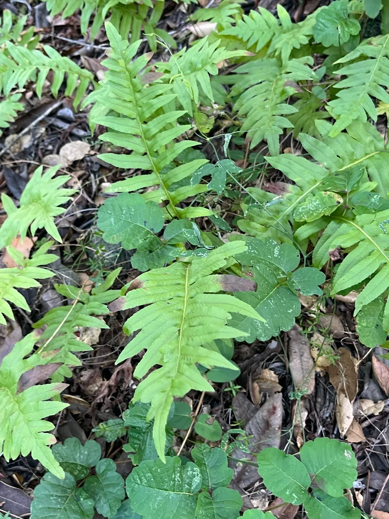 Polypodium Californicum