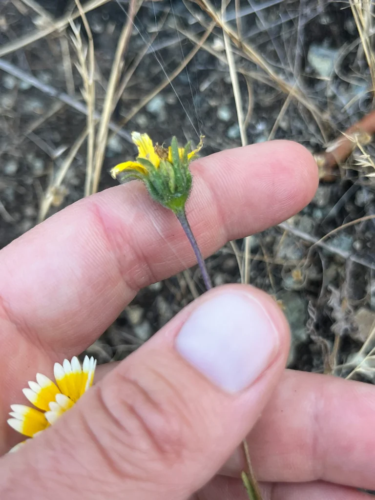 Layia Platyglossa