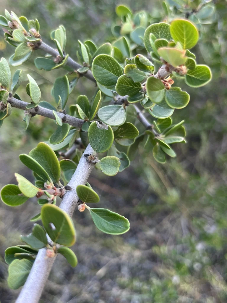 Ceanothus Cuneatus