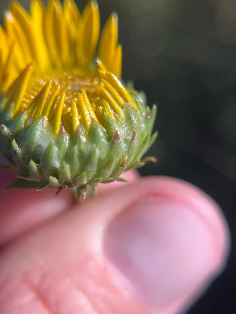 Grindelia Hirsutula