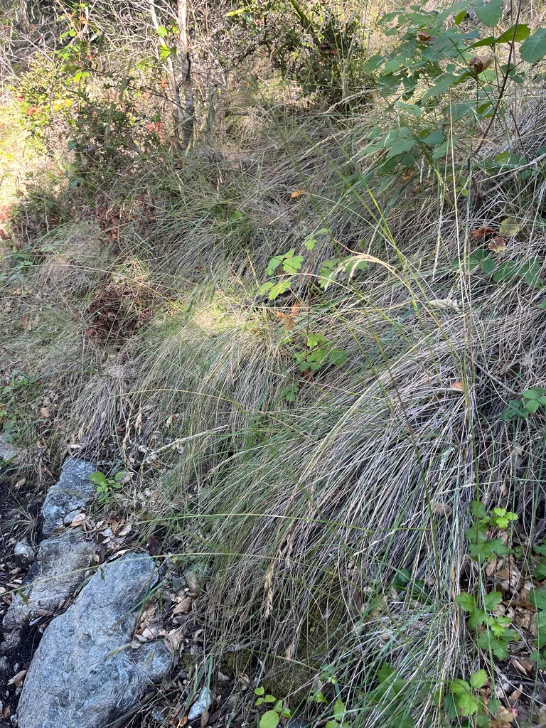 Festuca Californica