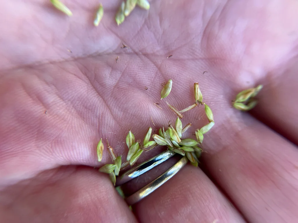Carex Spissa
