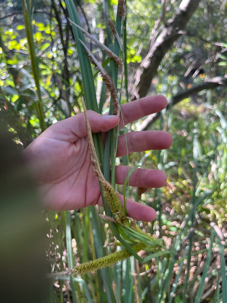 Carex Spissa