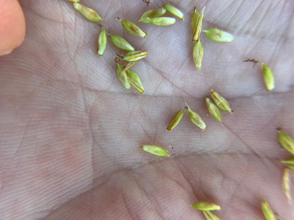 Carex Spissa