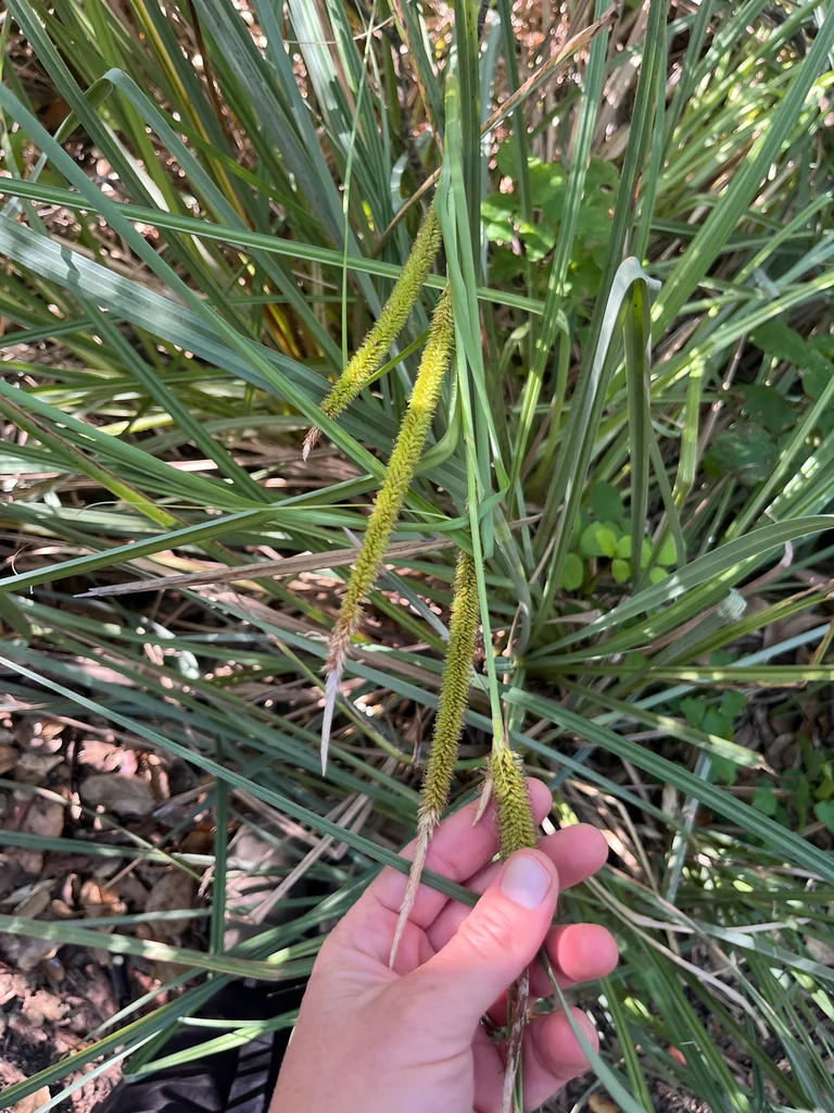 Carex Spissa