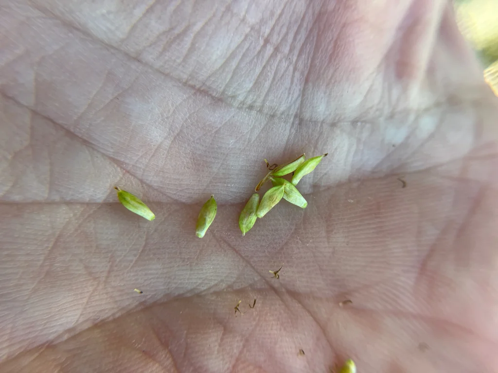 Carex Spissa