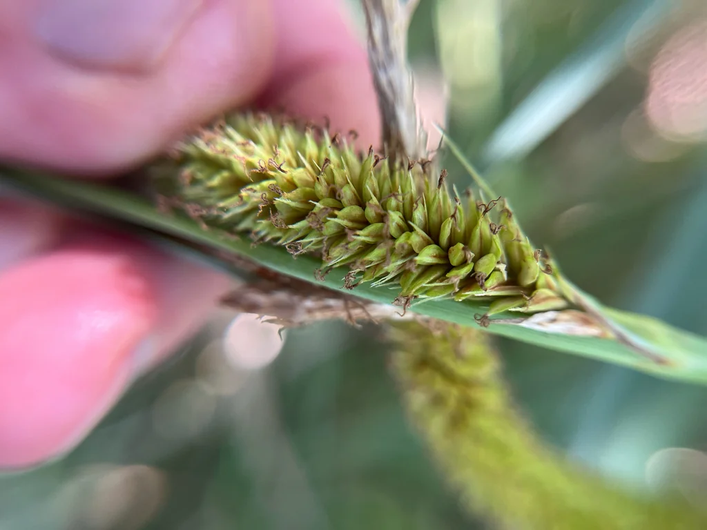 Carex Spissa