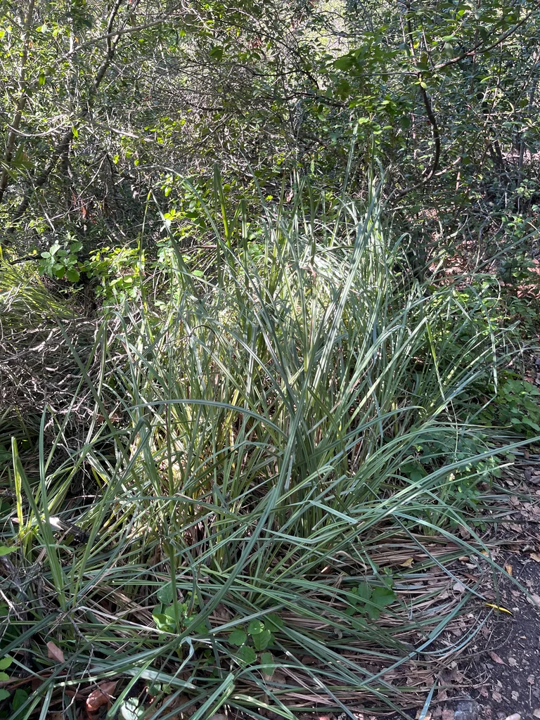 Carex Spissa
