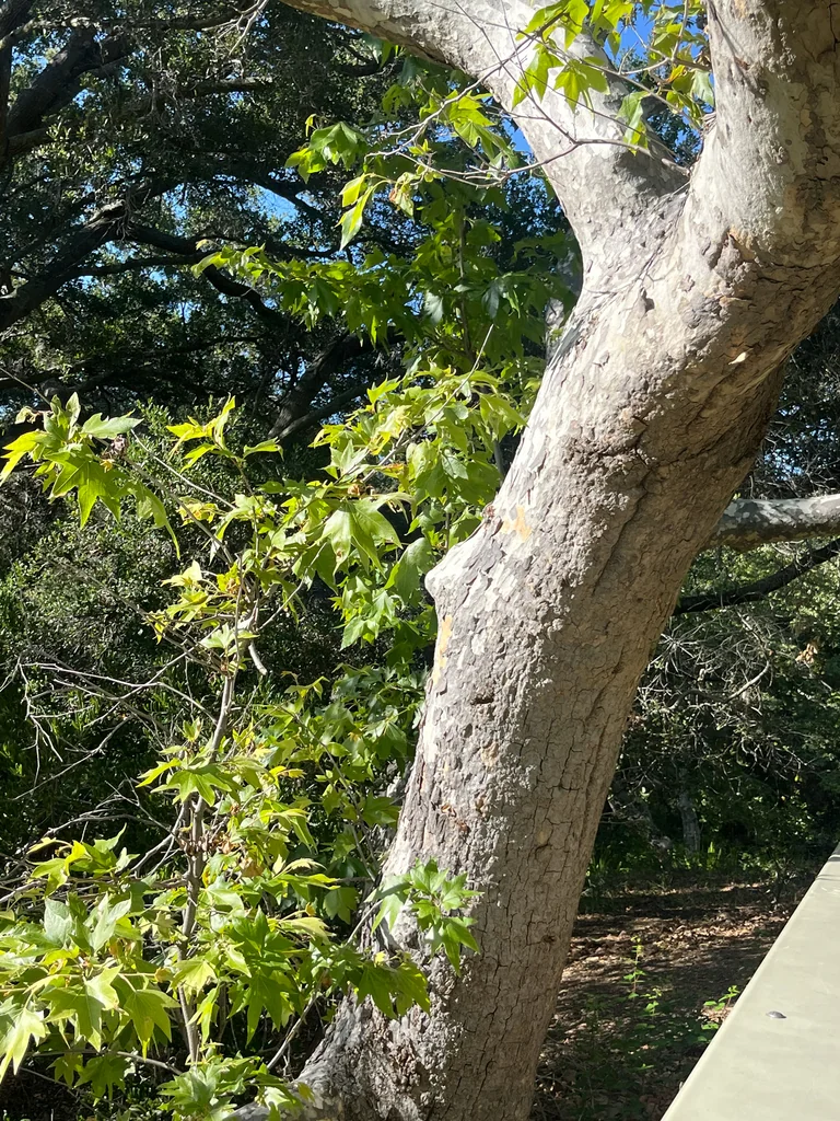 Platanus Racemosa