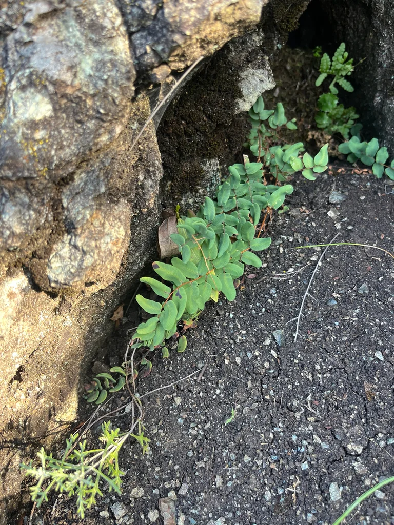 Pellaea Andromedifolia