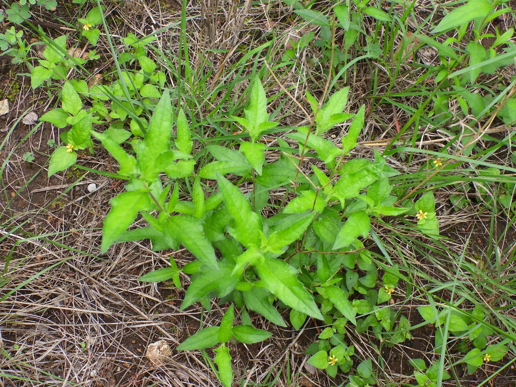 Zexmenia Hispida